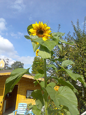 Sonnenblume.jpg